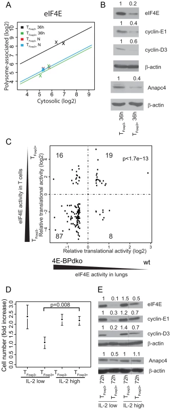 Differential levels of eIF4E between T<sub>Foxp3+</sub> and T<sub>Foxp3−</sub> cells partly explain their translational signature and correlate with CD4<sup>+</sup> T cell subset proliferation.