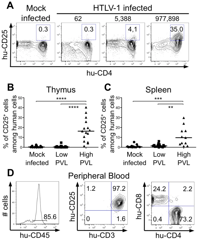 Correlation between expression of CD25 activation marker and HTLV-1 proviral load.