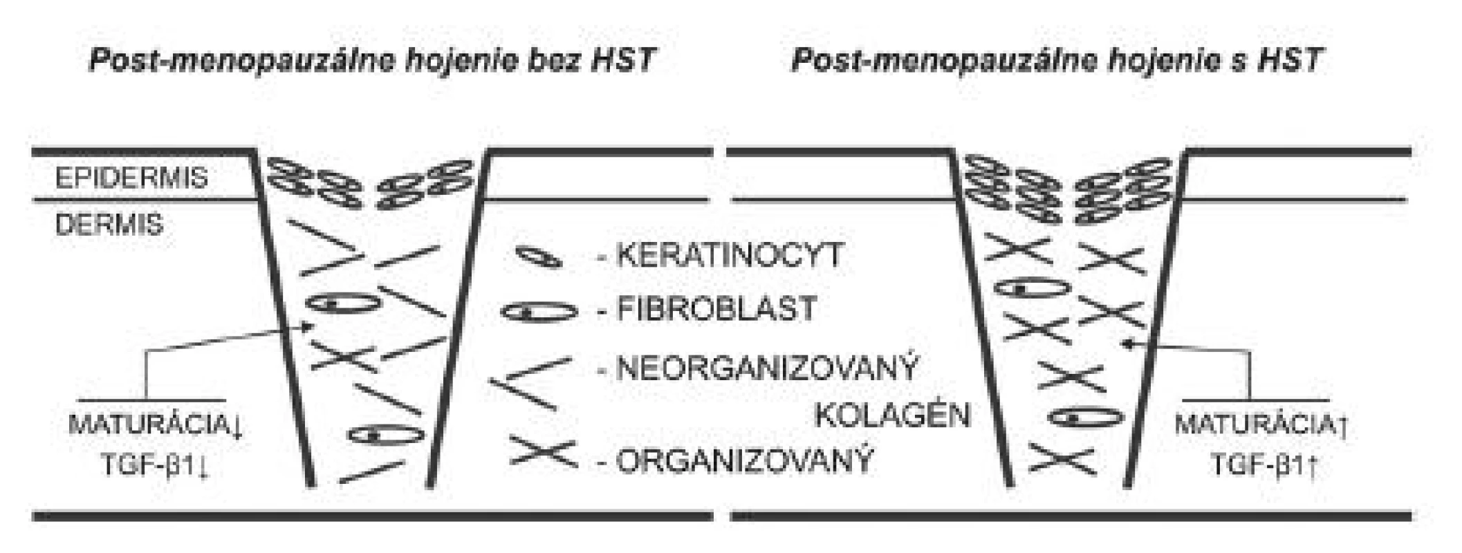 Maturačná fáza hojenia rán v post-menopauzálnom období života je charakteristická poklesom expresie TGF-ß1, čo vedie k nižšej depozícii a organizácii kolagénu. Navyše dochádza aj k tvorbe tenšej epidermis. Hojenie rán po HST je stimulované k normálnemu priebehu. HST – hormonálna substitučná terapia, TGF-ß1 – transformujúci rastový faktor beta 1