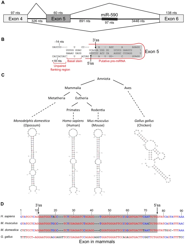 <i>eIF4h</i> exon 5 structure and conservation.