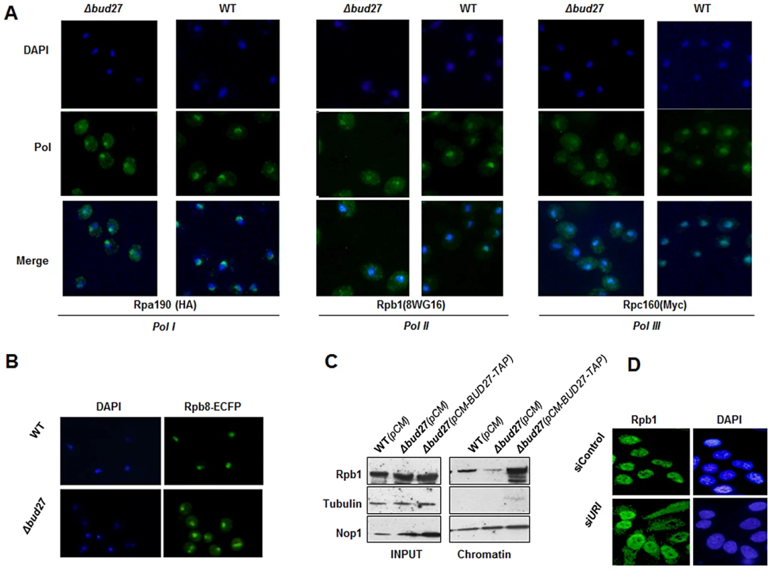 Lack of Bud27 led to RNA pol I, II, and III cytoplasmic accumulation.