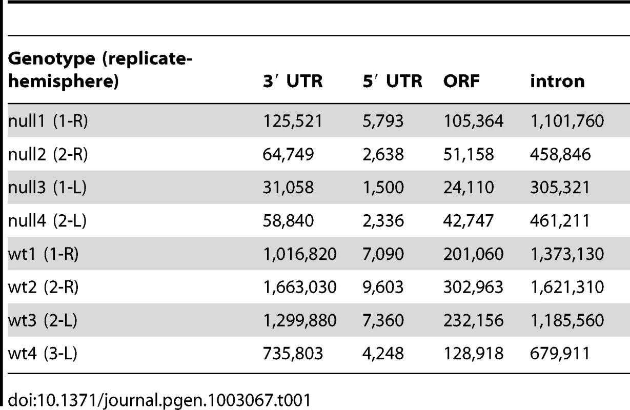 Number of unique iCLIP tags in <i>Celf4</i> wild-type and null extracts, by gene segment.