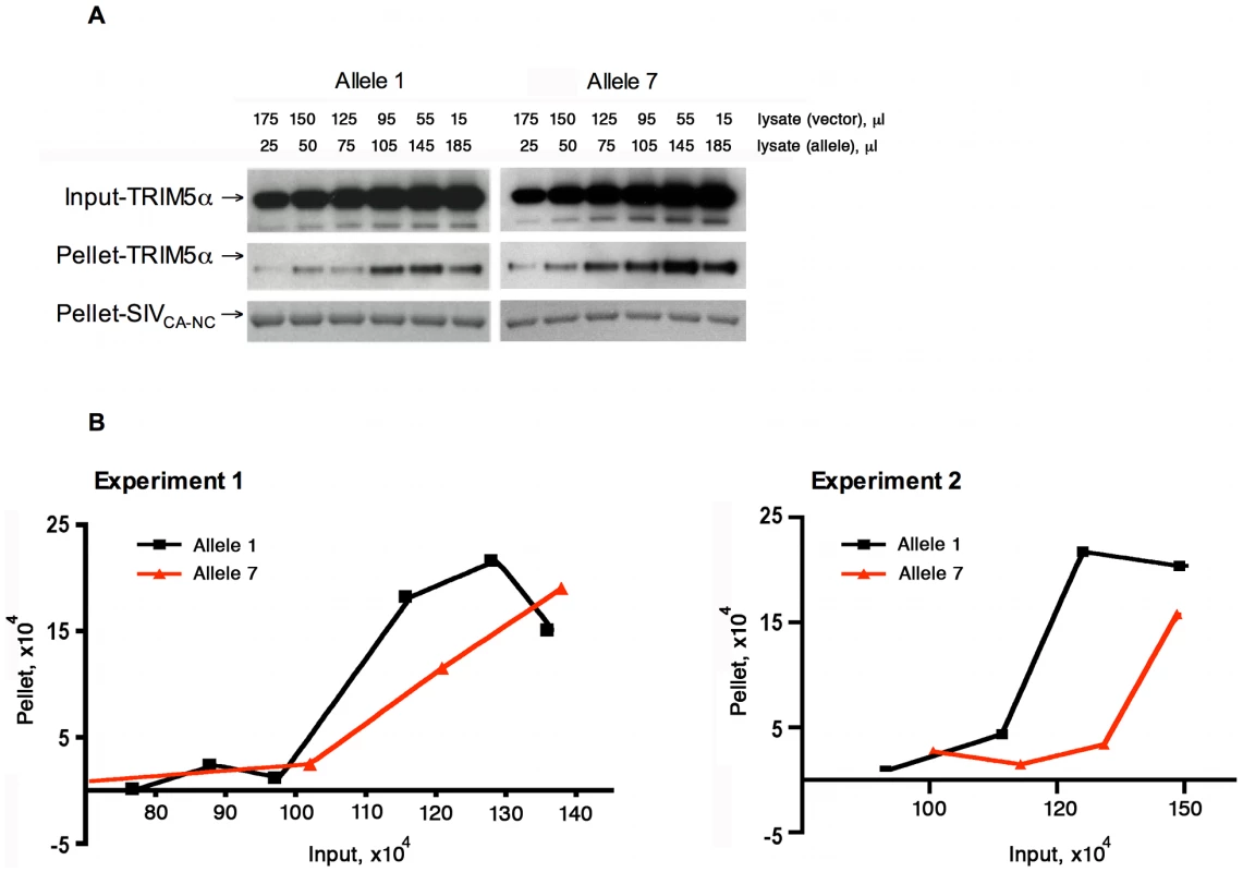Effect of TRIM5α variation on SIVmac239 capsid binding.