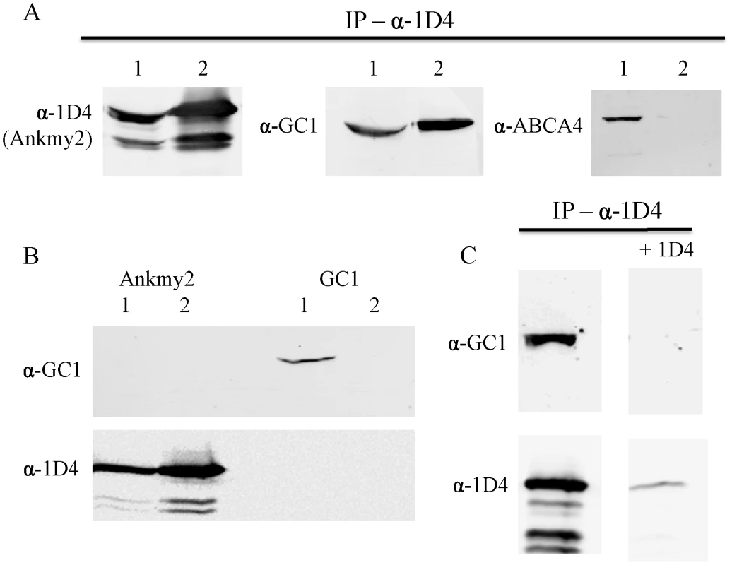 Ankmy2 and GC1 can be co-precipitated in HEK293 cells.