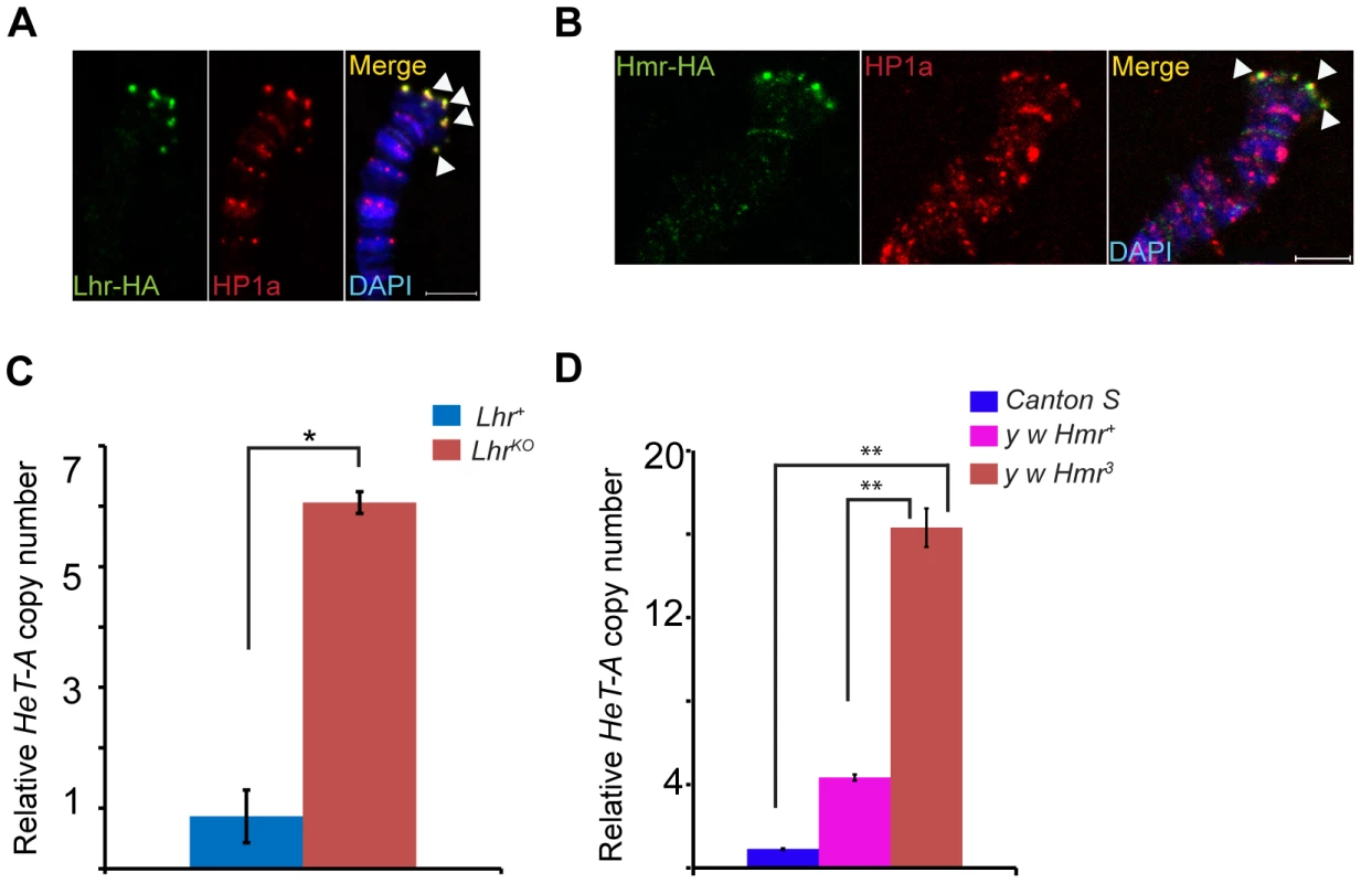 Lhr and Hmr are telomere cap proteins required for regulating telomere length.
