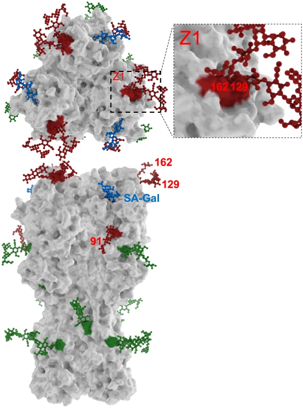 H1N1 HA glycosylation sites.
