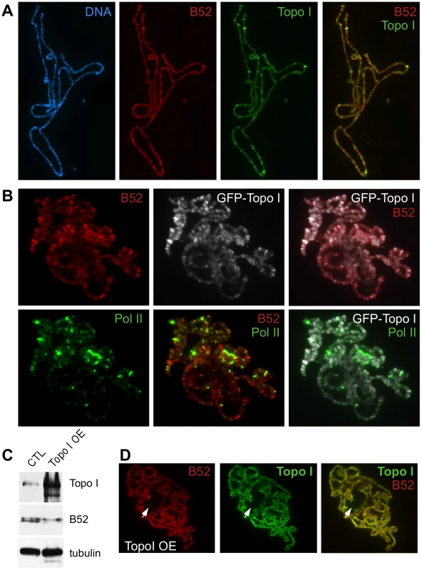 Analysis of B52 and Topo I protein distribution on polytene chromosomes squashes.