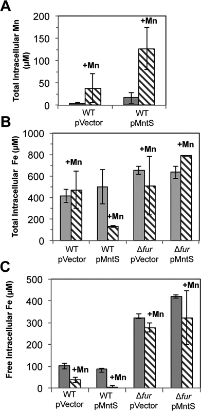 Overproduced MntS disrupts metal pools in manganese-rich medium.
