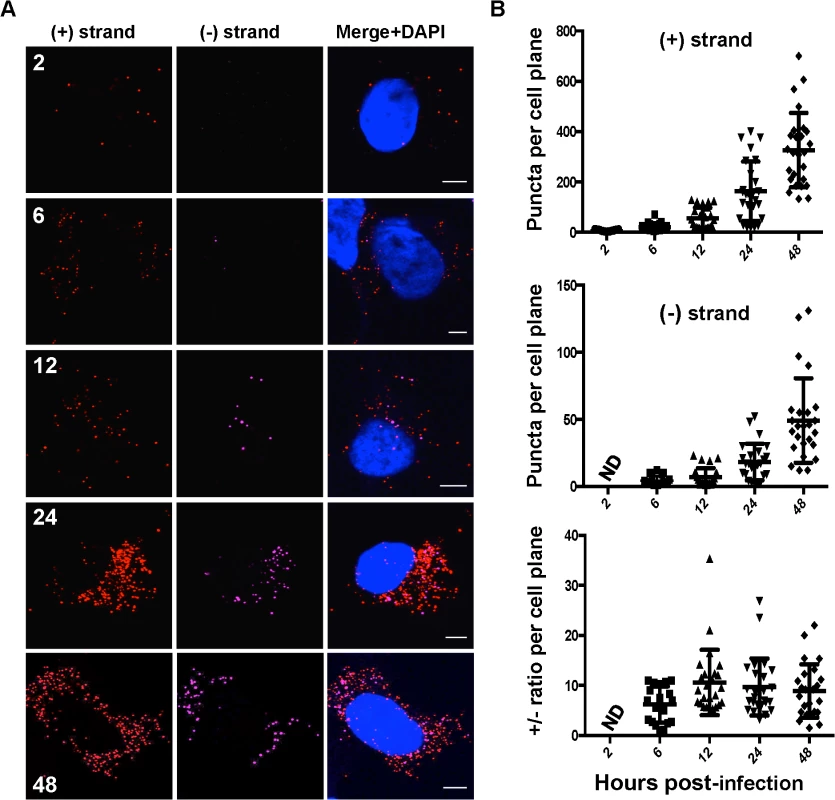 Kinetics of HCV RNA accumulation during infection.