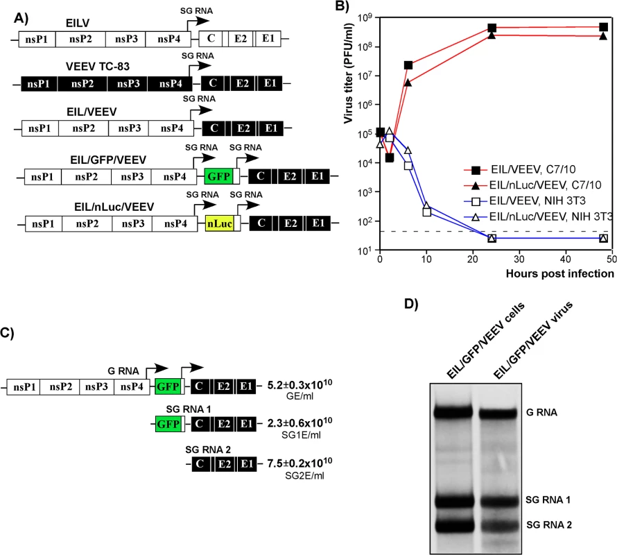 Chimeric EIL/VEEV viruses do not replicate in vertebrate cells, and package subgenomic RNAs into viral particles in mosquito cells.