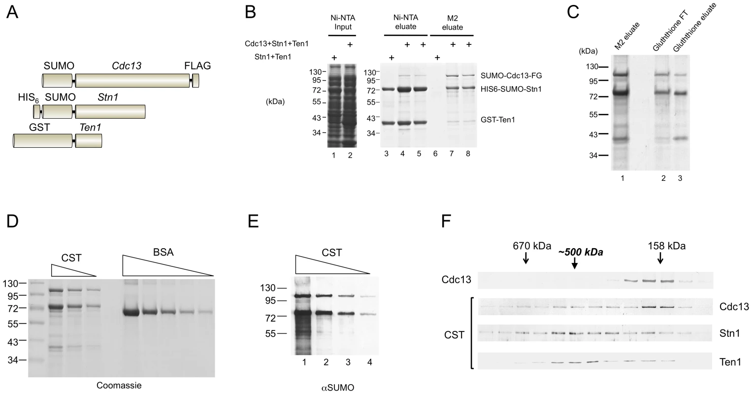 Purification and characterization of the <i>C. glabrata</i> CST complex.