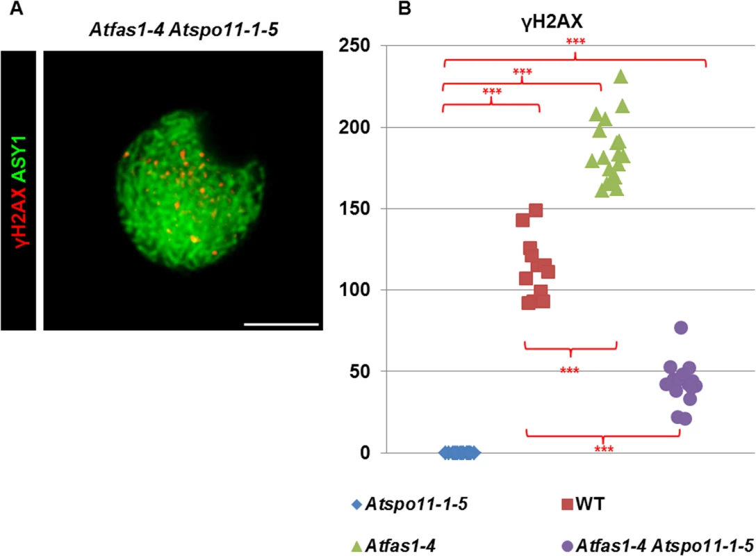 DSB formation in <i>Atfas1-4</i>, <i>Atspo11-1-5</i>, and in the double mutant <i>Atfas1-4 Atspo11-1-5</i>.