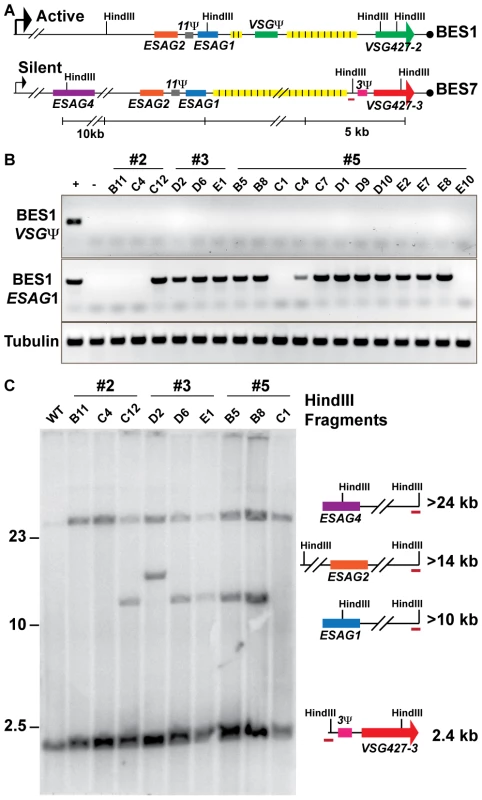 Genetic diversity of <i>VSG427-3 (224)</i> switchers.