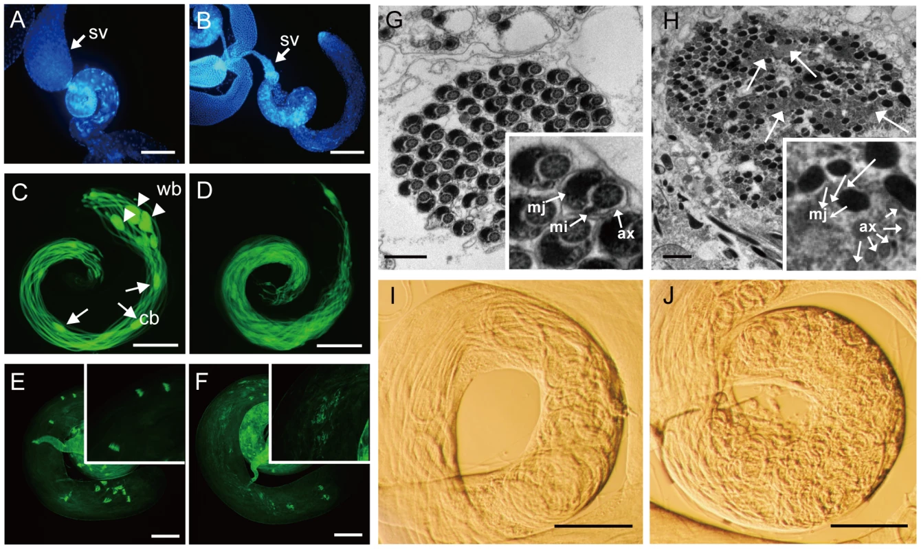 Morphological characterization of <i>nsr</i> mutants.