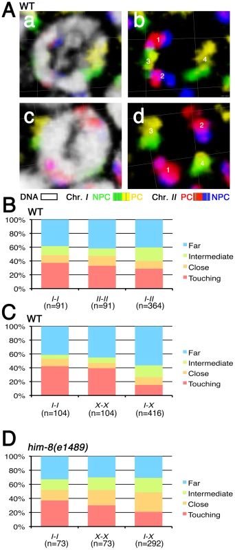 Spatial organization of premeiotic chromosome territories.
