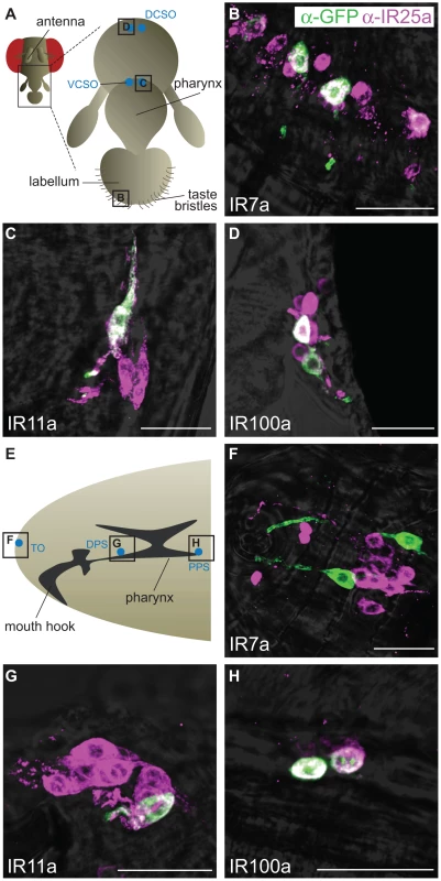 Expression of divergent IRs in <i>D. melanogaster</i> adult and larval gustatory organs.