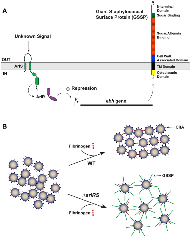 Model of ArlRS and GSSP interconnections and agglutination.