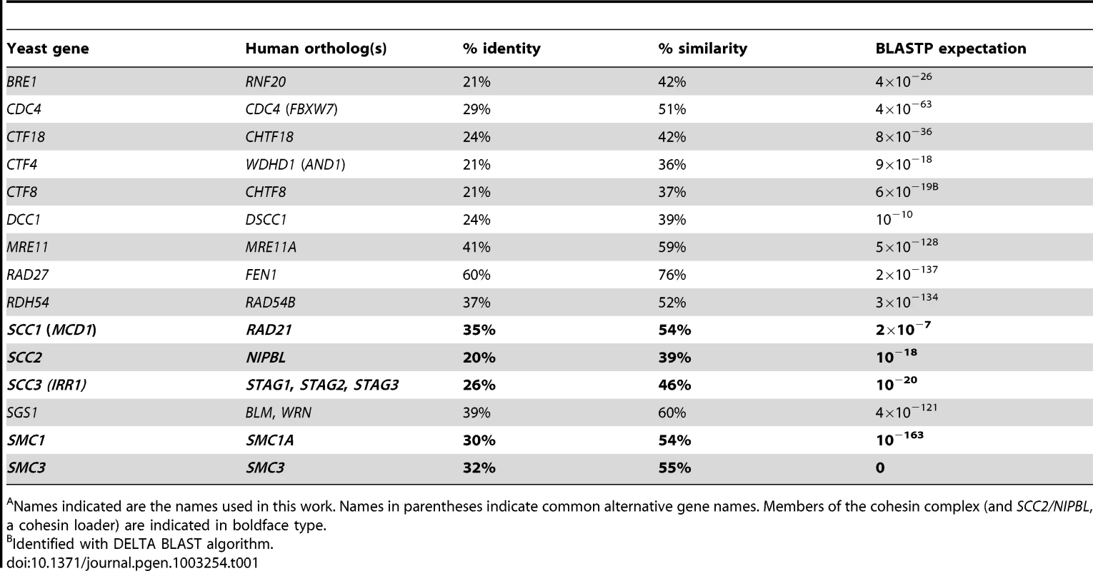 Yeast and human gene orthologs.<em class="ref">A</em>