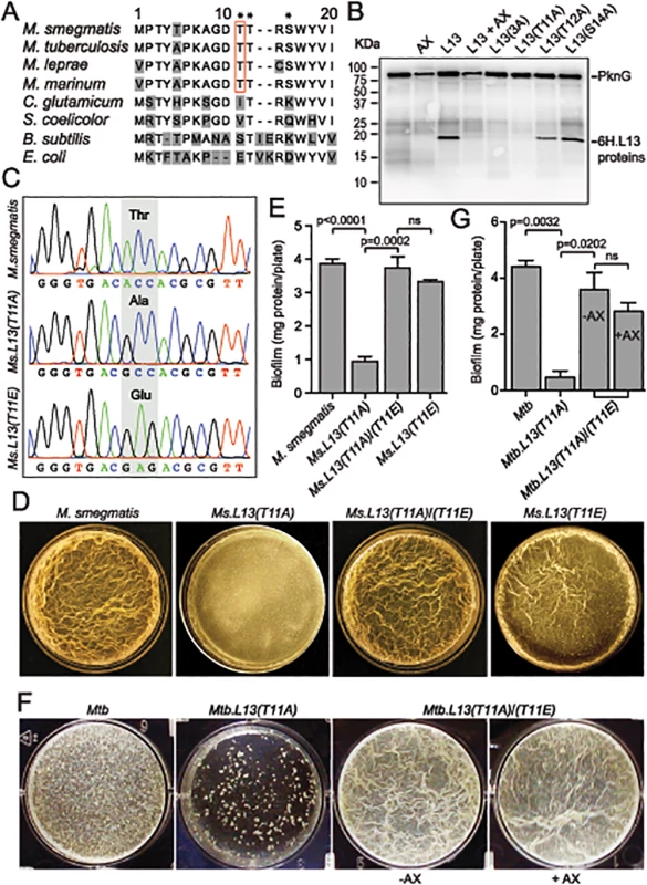 PknG-catalyzed phosphorylation of L13 at a mycobacterial specific site, T11, is required for mycobacterial biofilm growth.