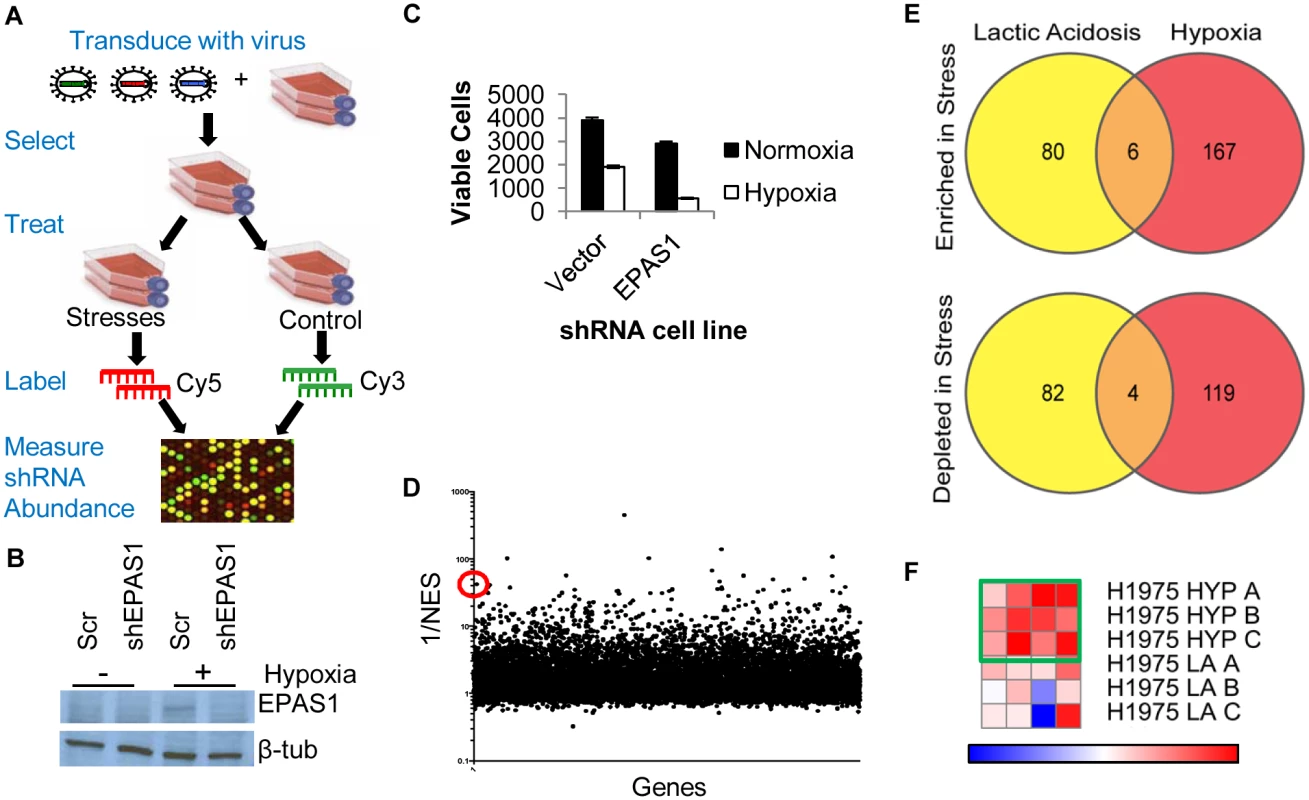 Genome-wide shRNA screen identifies the depletion of ACC1 as protective for cells under hypoxia.