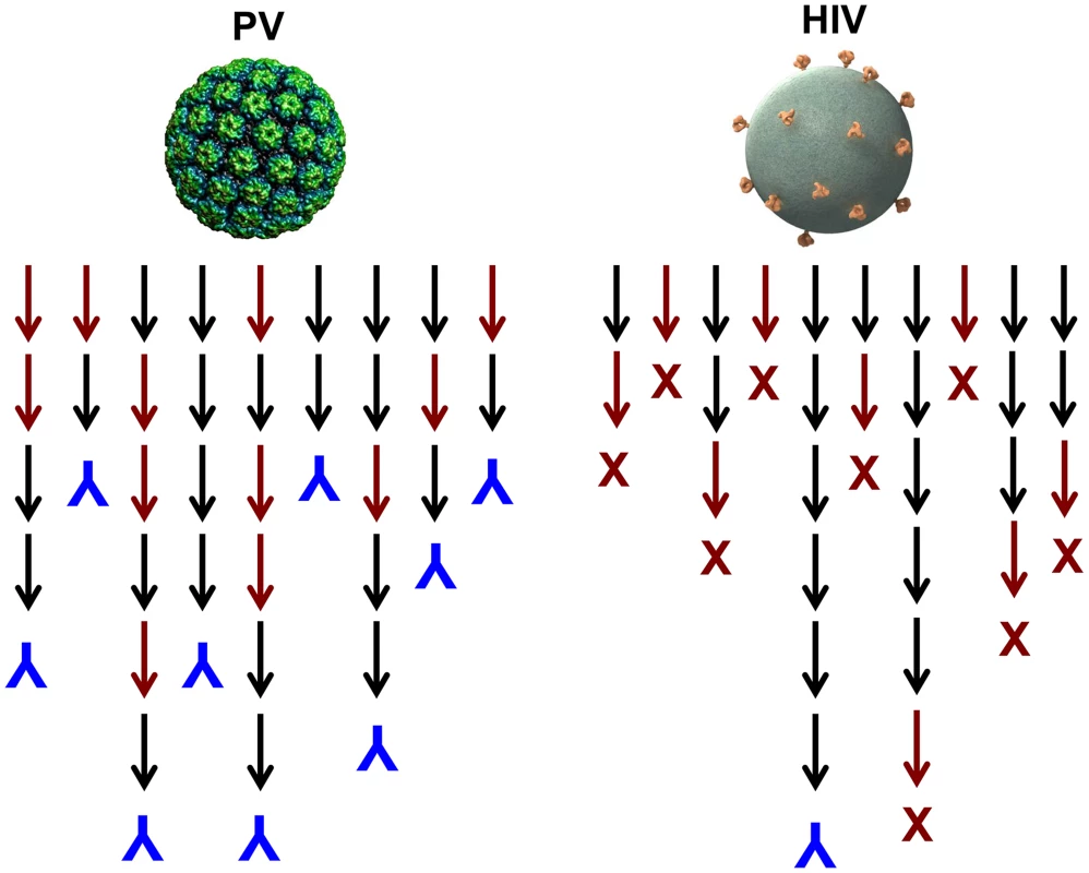 Model for the induction of neutralizing antibodies by high-density versus low-density epitope display.