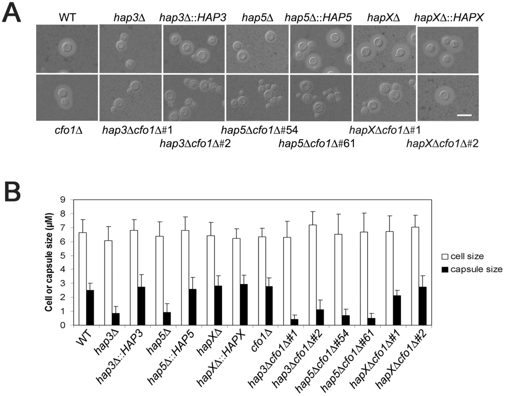 The <i>hap3Δ</i> and <i>hap5Δ</i> mutants have a smaller capsule than WT or <i>hapXΔ</i> cells.
