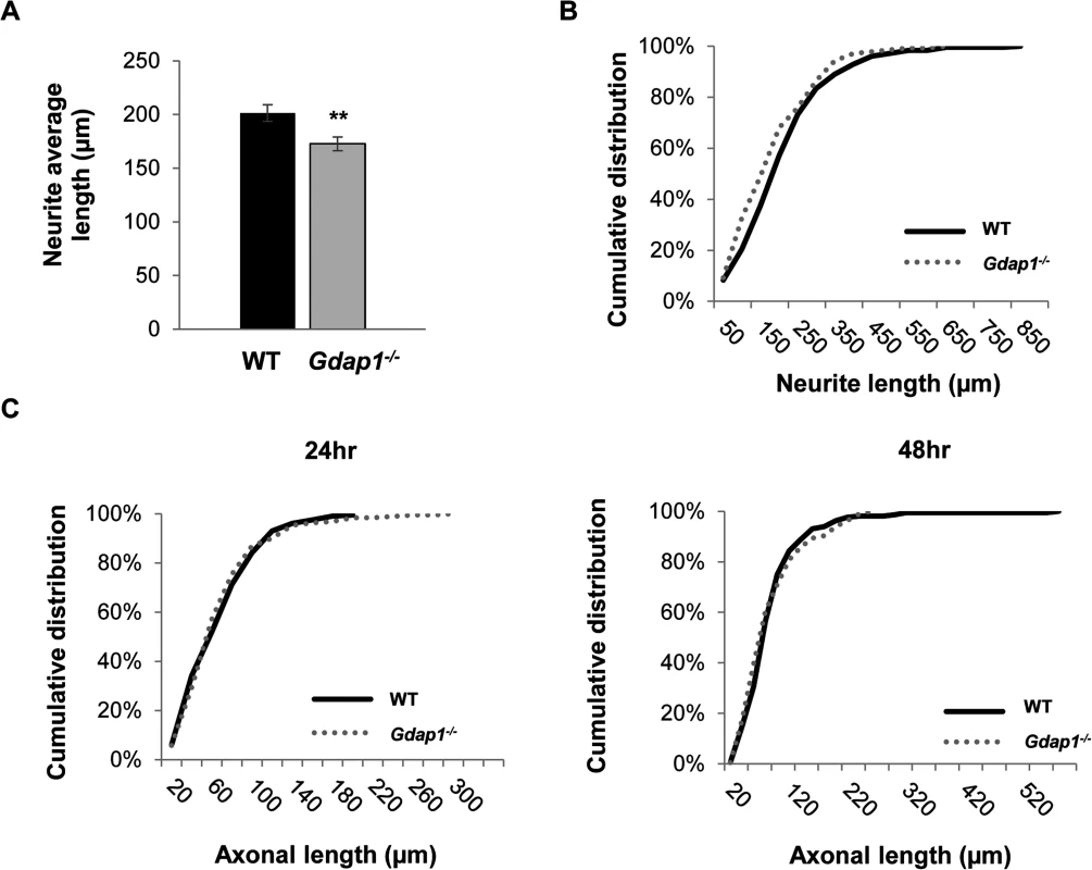Characterization of primary sensory and motor neuron cultures from <i>Gdap1</i><sup><i>-/-</i></sup> mice.