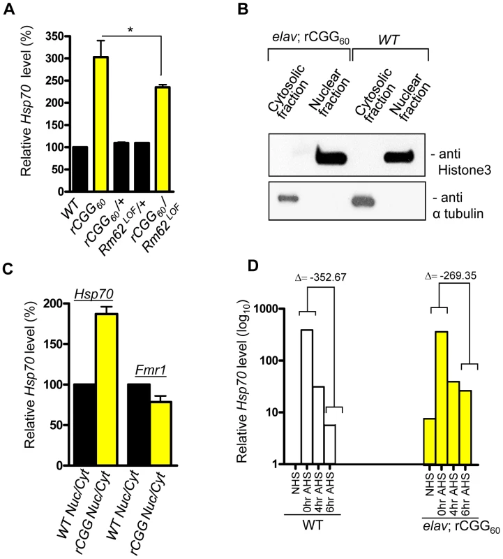 Fragile X premutation rCGG repeats cause the nuclear accumulation of Hsp70 mRNA.