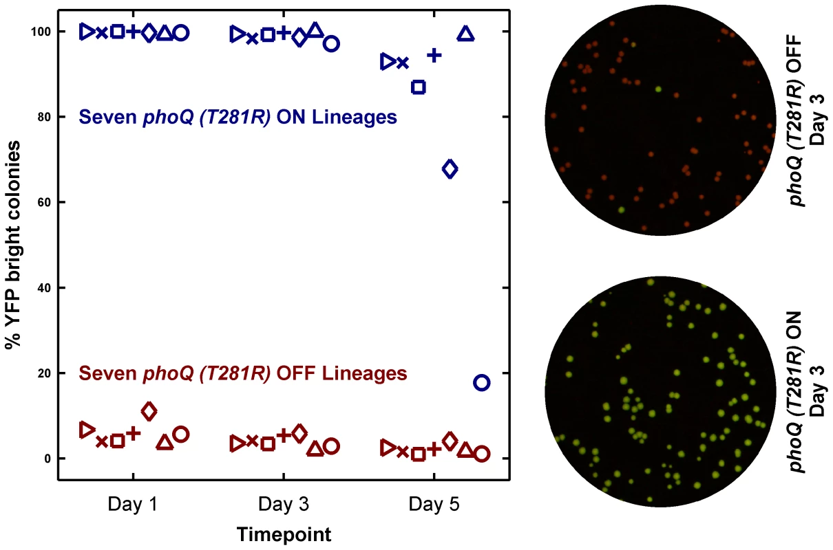 Long-term culturing demonstrates the metastability of the ON state in LB.