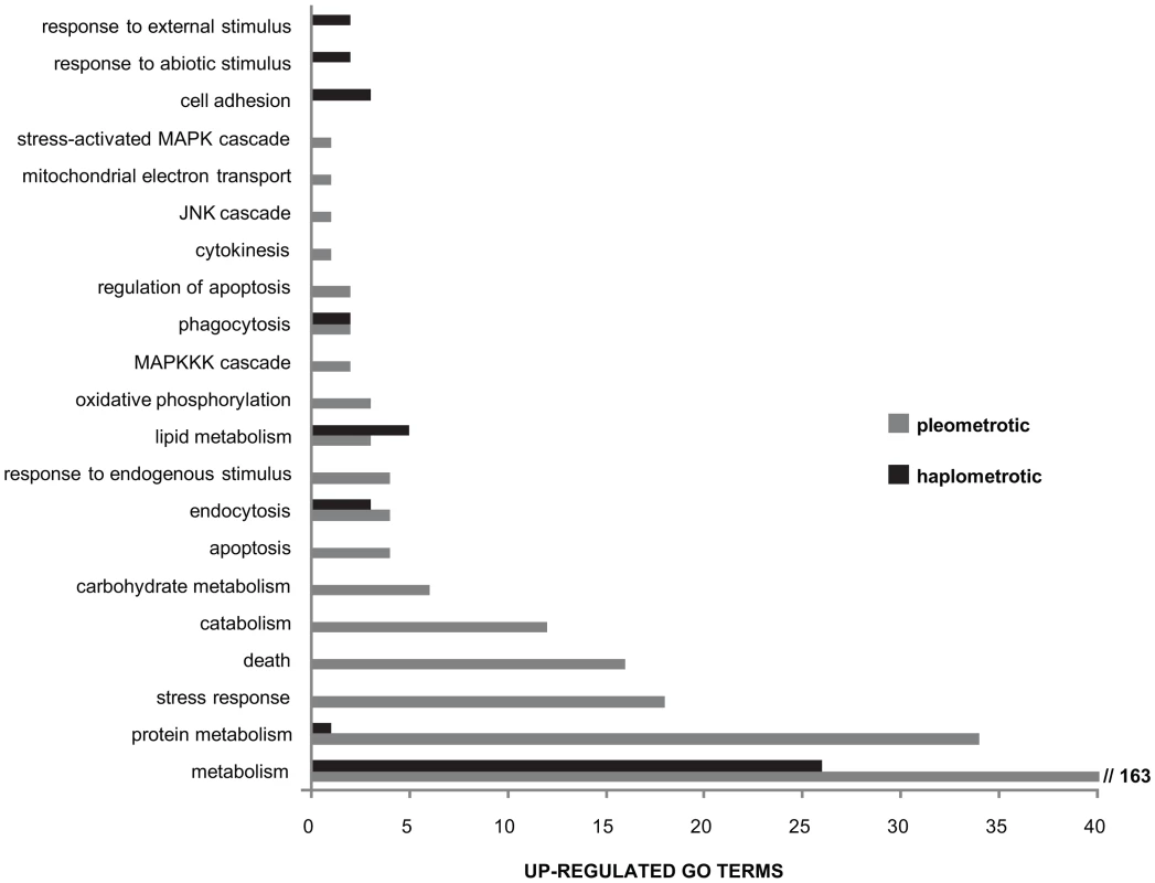 Directional expression of immune-associated GO terms.