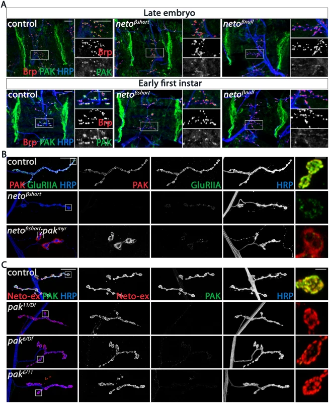 PAK synaptic recruitment is impaired at <i>neto-β</i> mutant NMJs.