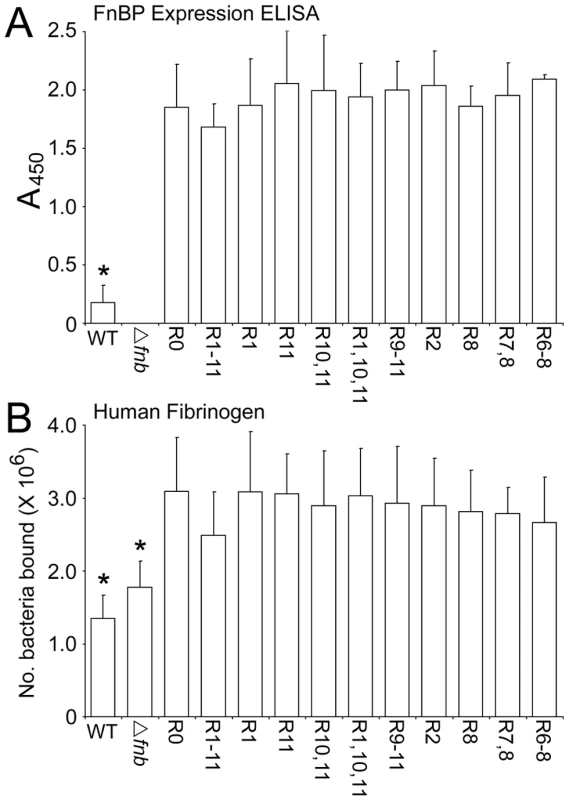 FnBPA variants are expressed at equivalent levels on the surface of <i>S. aureus</i> 8325.4.