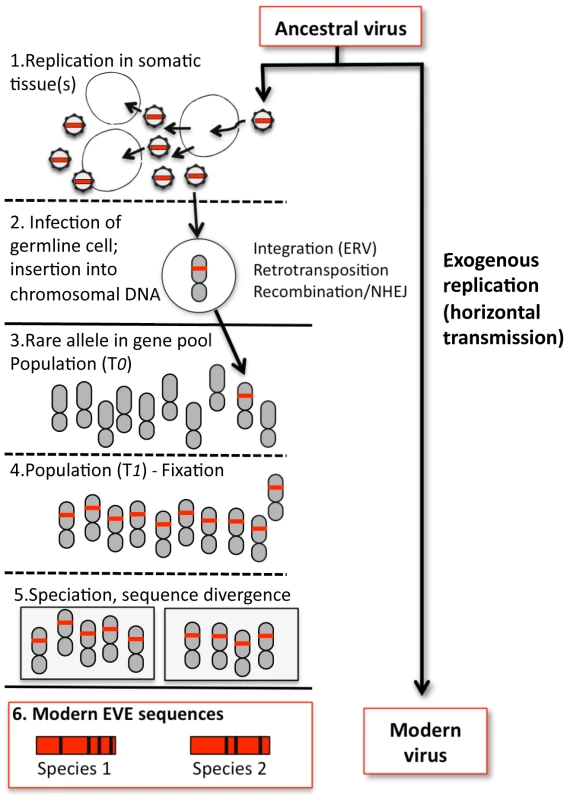 Formation of a hypothetical EVE and relationship to modern viruses.