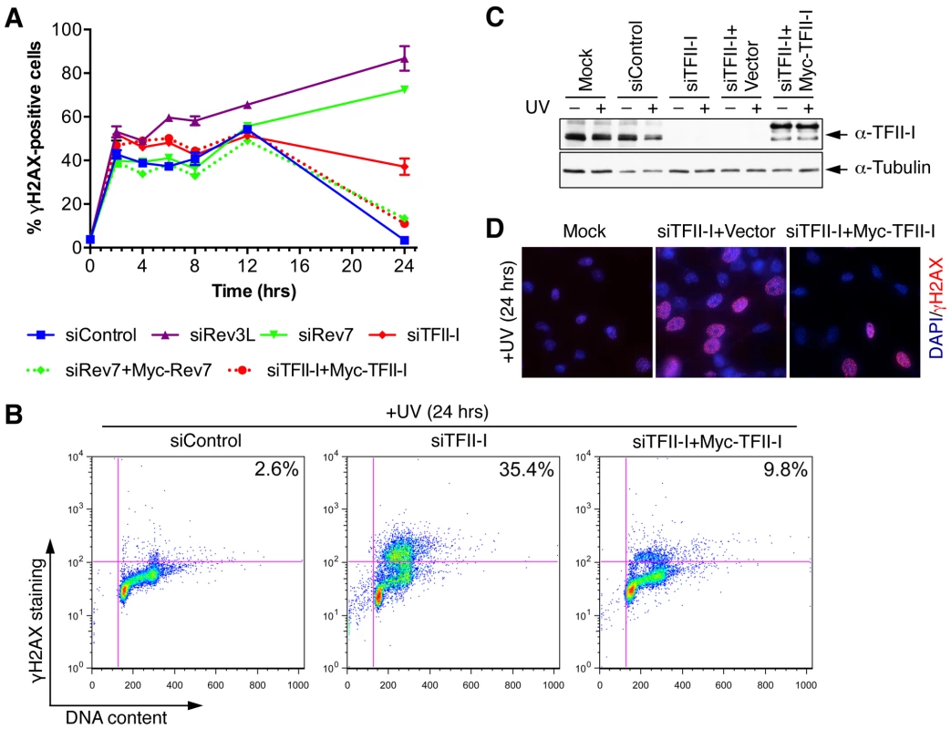 TFII-I is required for DNA damage tolerance in human cells.