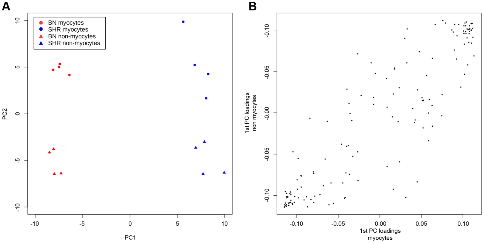 Principal component analysis (PCA) of methylation measurements in cardiomyocyte and non-cardiomyocyte cells isolated from intact SHR and BN cardiac tissue.
