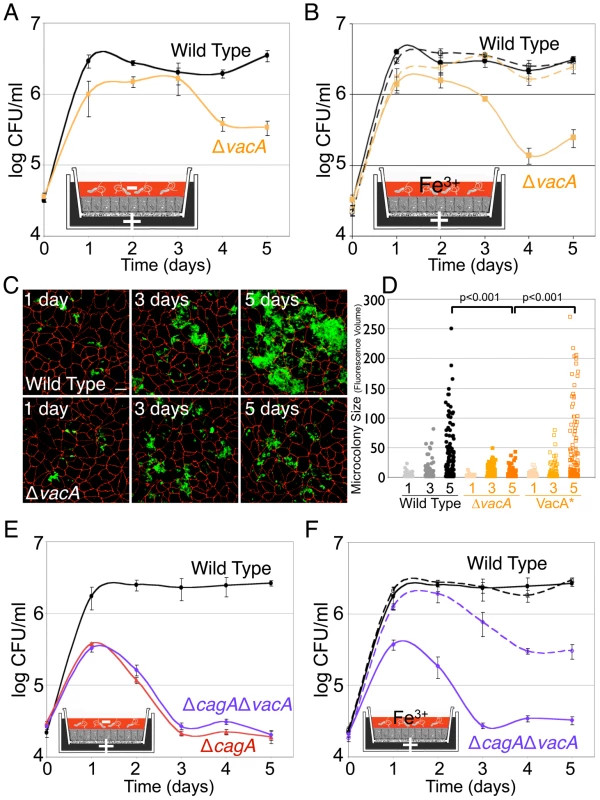 VacA contributes to <i>Hp</i> colonization of the apical cell surface.