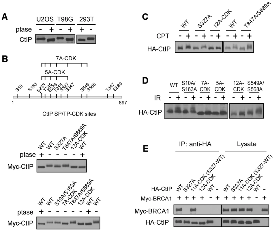 CtIP is phosphorylated by CDKs at multiple sites.