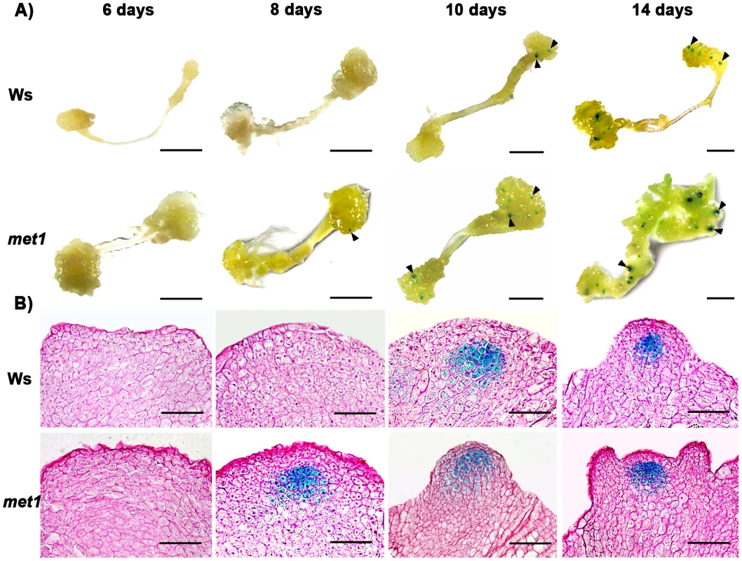Regulation of <i>WUS</i> expression in <i>met1</i> mutant.