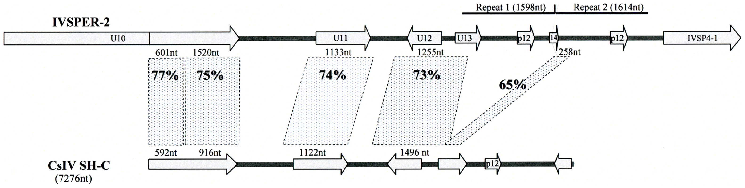Schematic representation of the region in <i>H. didymator</i> IVSPER-2 displaying similarity to <i>Campoletis sonorensis</i> IV segment SH-C (NCBI Reference: NC_007986.1).