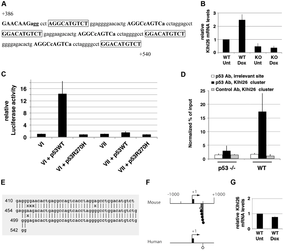 p53 transactivates murine <i>Klhl26</i> via a cluster of p53 half-sites.