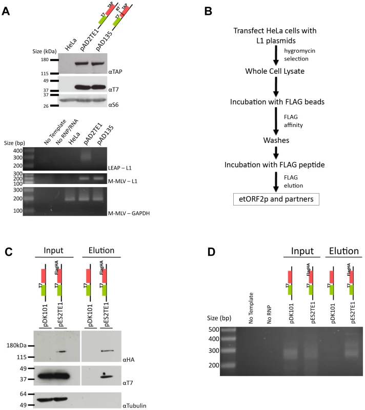Biochemical identification of a basal L1 RNP complex.