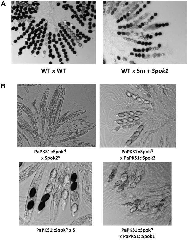 Heterologous expression of <i>Spok</i> genes.