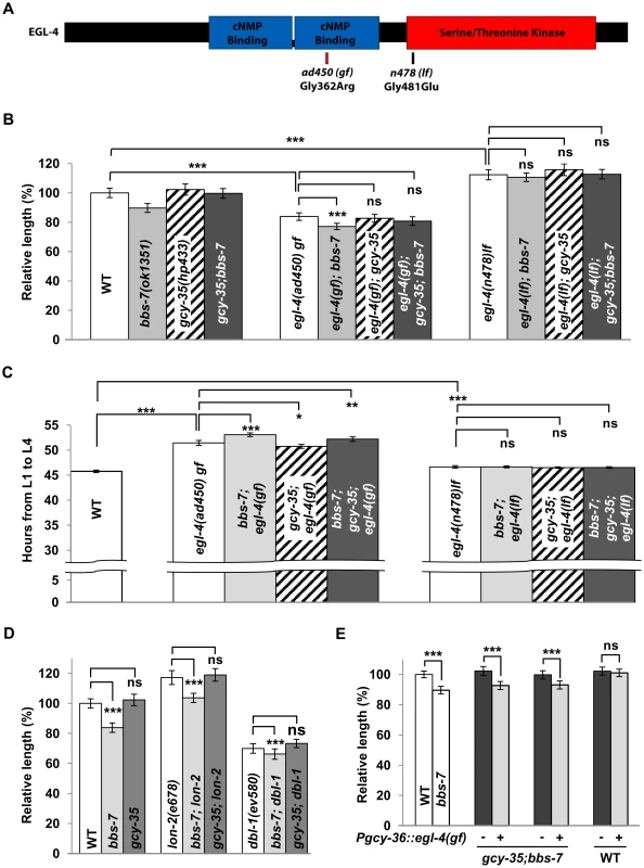 EGL-4 is an effector of GCY-35/GCY-36 in influencing body length and developmental timing.