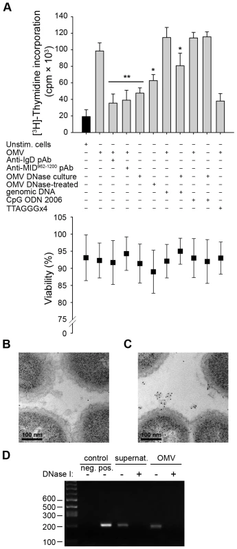 TLR9 participates in OMV-dependent B cell activation.