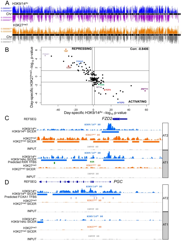 Chromatin changes during AEC differentiation.