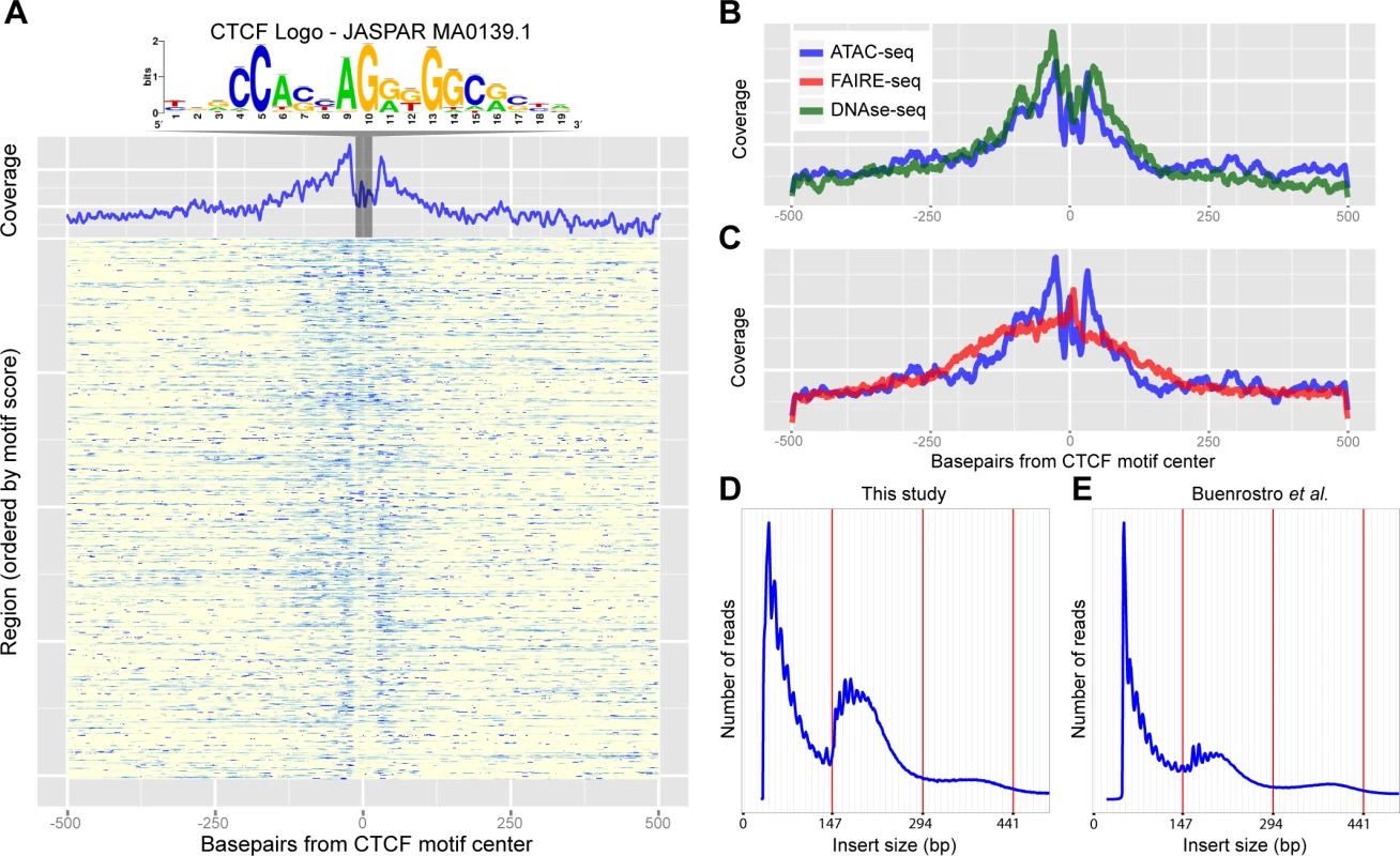 Recovery of known enhancers and CTCF footprinting by ATAC-seq.
