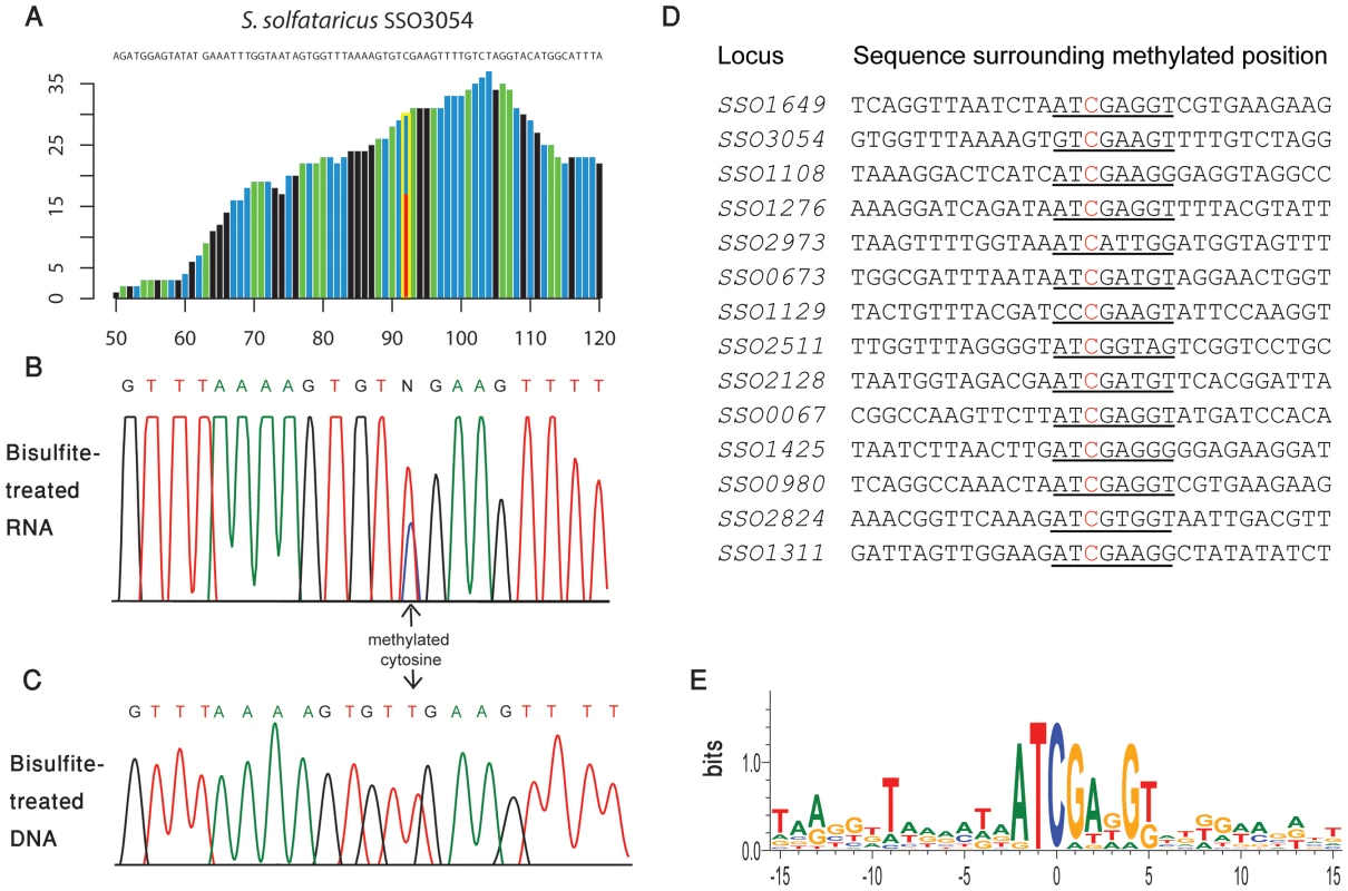 Methylated positions in mRNAs of <i>S. solfataricus</i>.