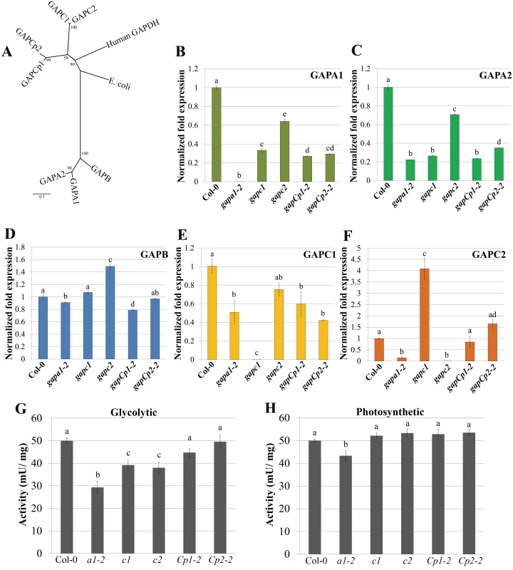 Transcription of <i>GAPDH</i> family members and enzymatic activity are altered in individual <i>GAPDH</i> knockout lines.