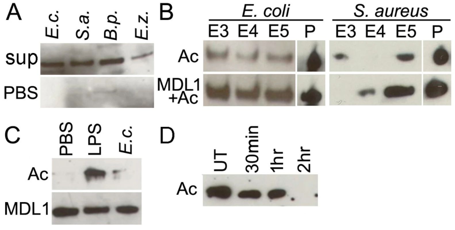 Actin binds to the surface of different bacteria and is externalized into the mosquito hemolymph upon immune challenge.