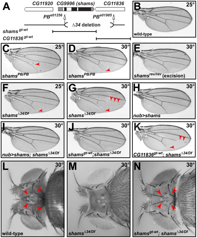 Mutations in <i>shams</i> result in the loss of wing veins and head bristles.